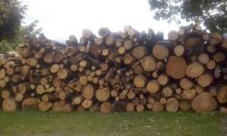 Legna Da Ardere 2